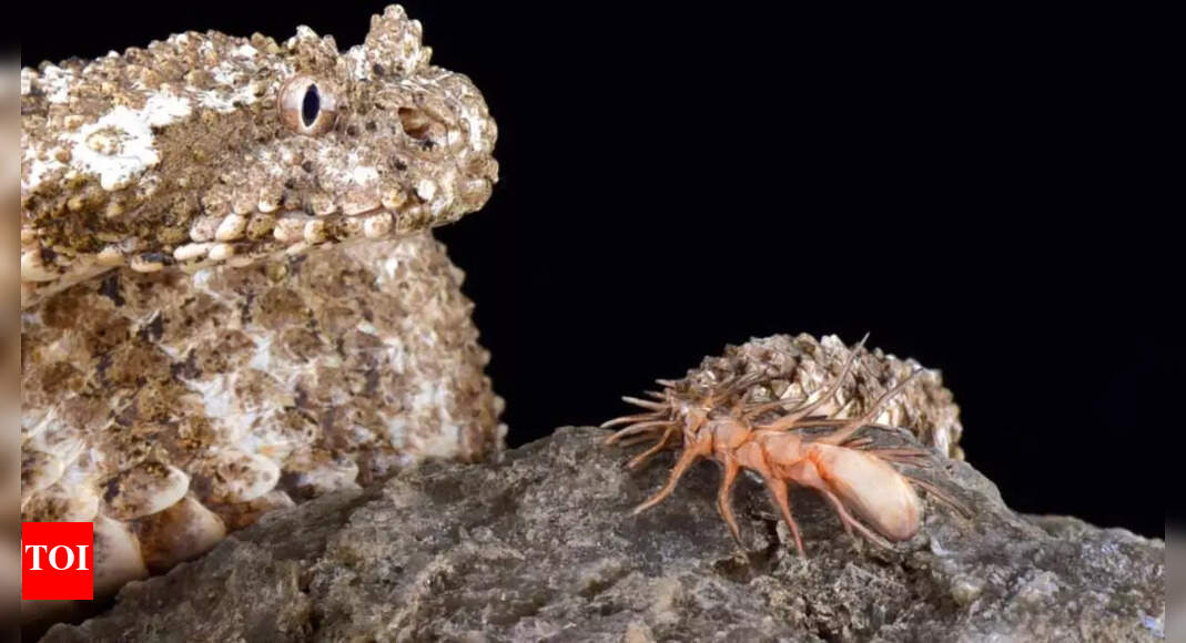Rare spider-tailed horned viper found in Iran with spider-shaped tail: Know its hunting methods, habitat, diet and survival adaptations