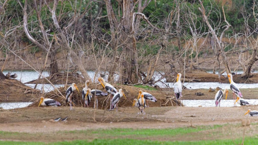 Elathur Lake Declared Tamil Nadu's Third Biodiversity Heritage Site
