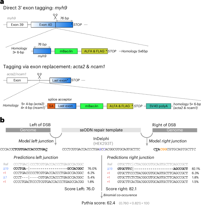 Pythia provides deep learning-driven precision in CRISPR–Cas9 genome engineering