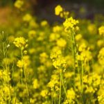 10 Mysteries of Plant Intelligence
