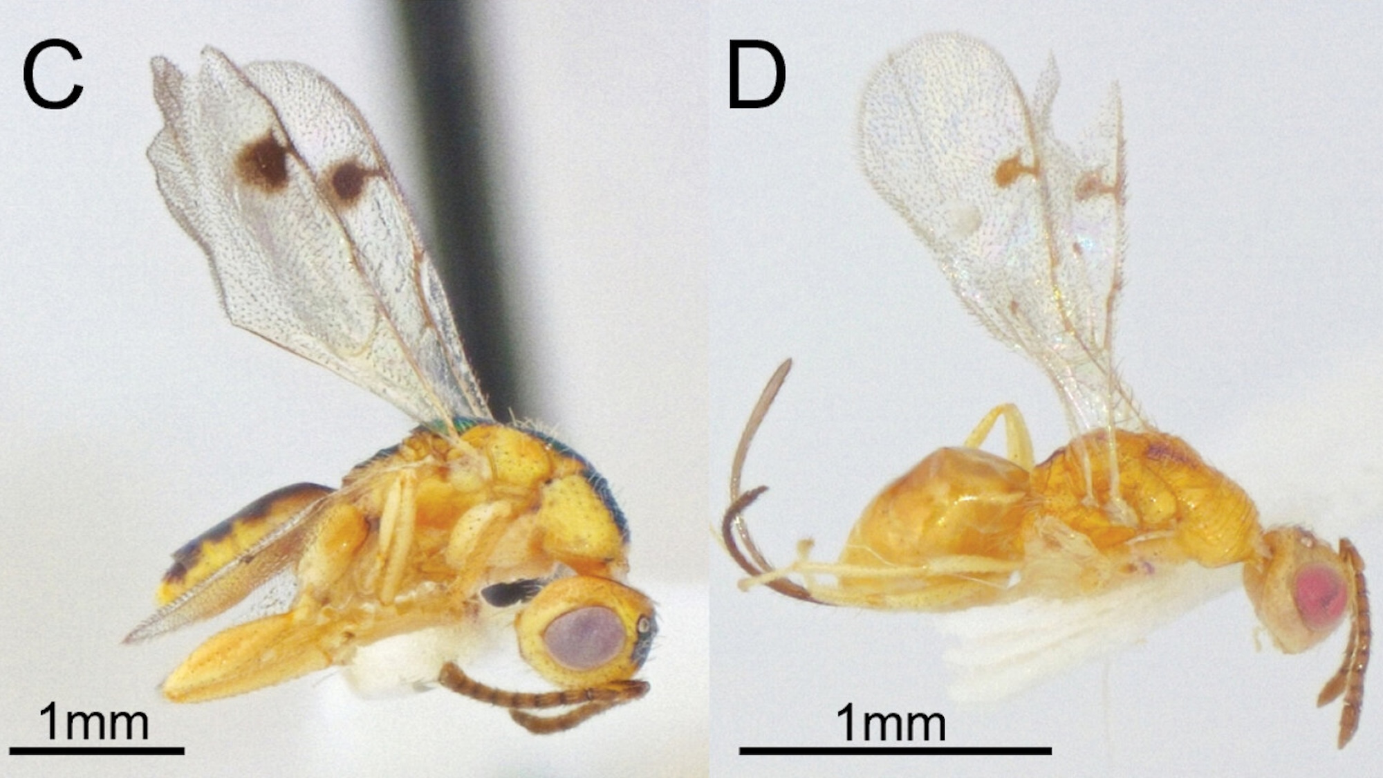 Invasive parasitic wasp spotted in the US for the first time