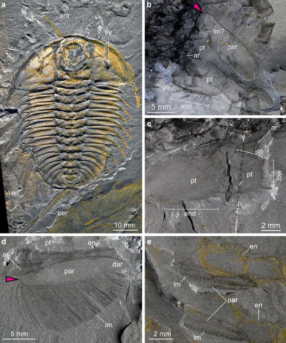 New Research Reveals Secrets of Burgess Shale Trilobites