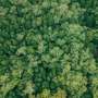 Some tropical trees cool their leaves to survive the heat—but not all species have ways to cope