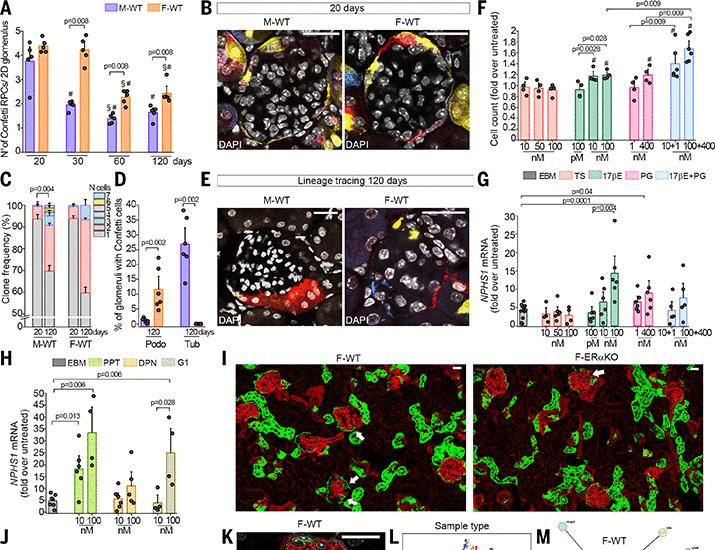 Estrogen-regulated renal progenitors determine pregnancy adaptation and preeclampsia | Science