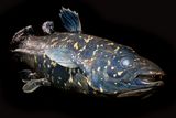 Fossils of Extinct Coelacanths Faced a Case of Mistaken Identity for Over a Century