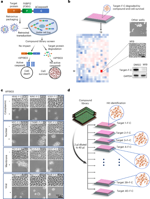 A rapid imaging-based screen for induced-proximity degraders identifies a potent degrader of oncoprotein SKP2