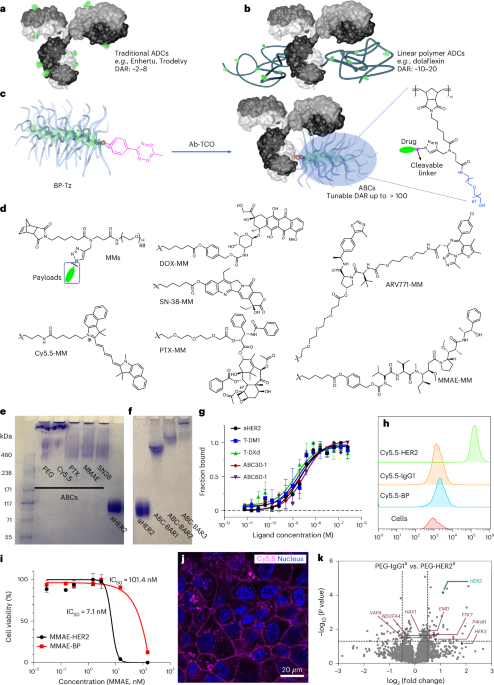 Antibody–bottlebrush prodrug conjugates for targeted cancer therapy