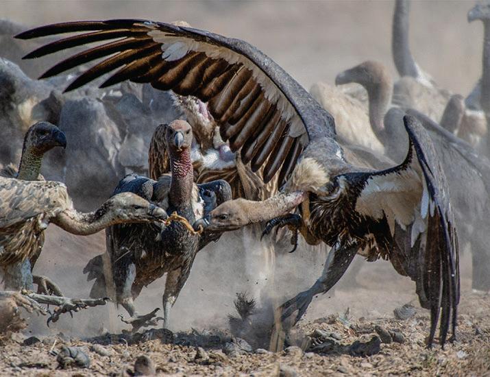 Vulture conservation requires NSAID regulation | Science