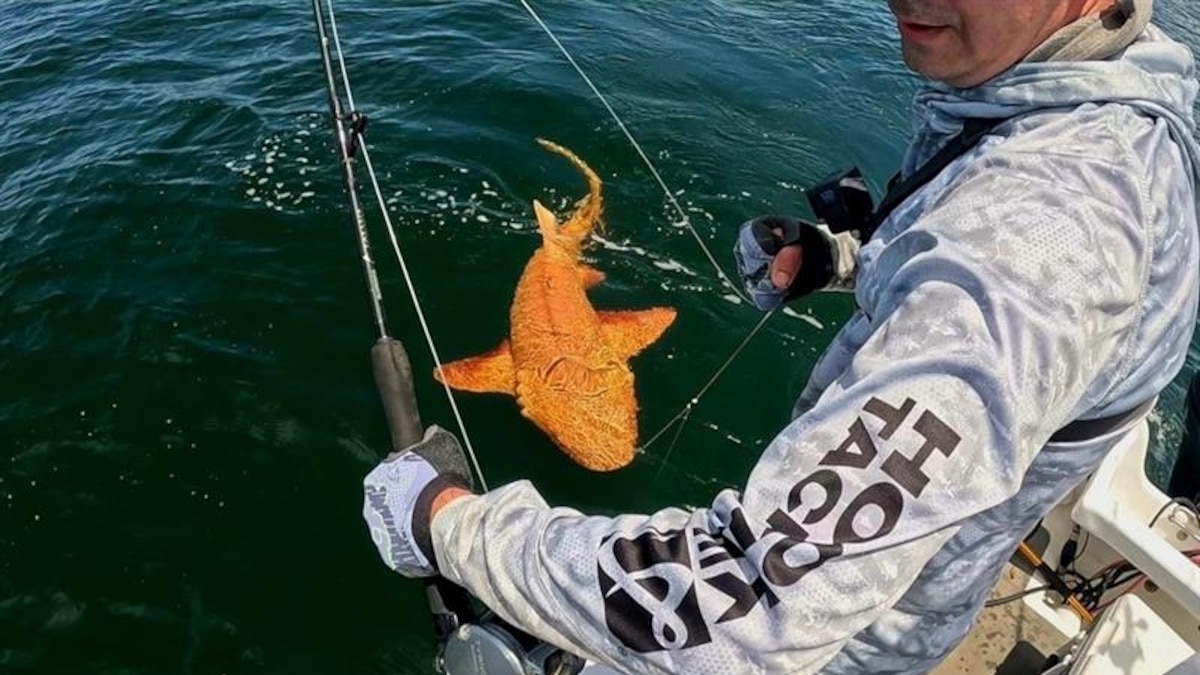 One-of-a-kind golden shark discovered in Costa Rica