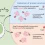 Fluorescent ‘zoom lens’ exposes hidden protein changes for earlier disease detection