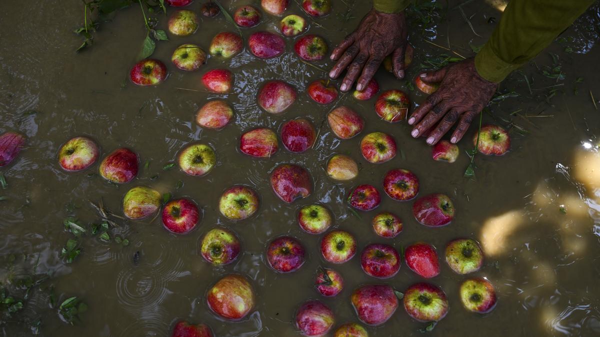 in-frames-|-relentless-rain-upsets-kashmir’s-apple-cart