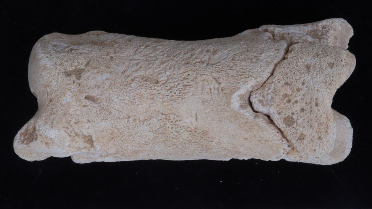 3,300-year-old ancient Egyptian whistle was likely used by police officer tasked with guarding the ‘sacred location’ of the royal tomb