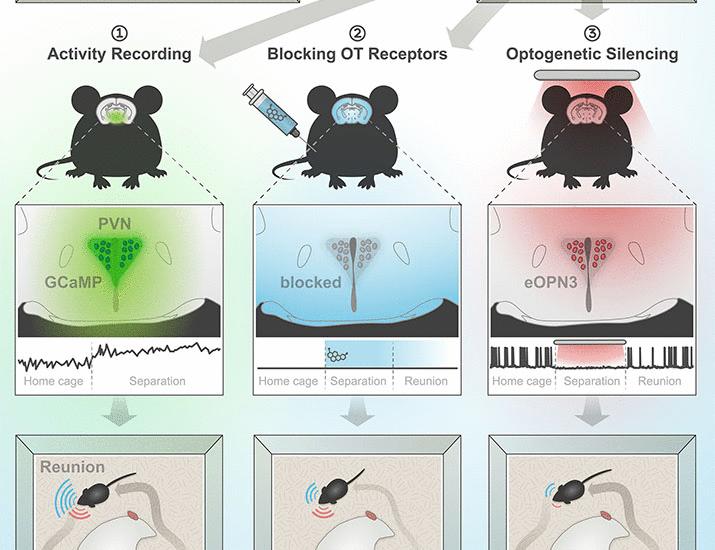 Oxytocin signaling regulates maternally directed behavior during early life | Science