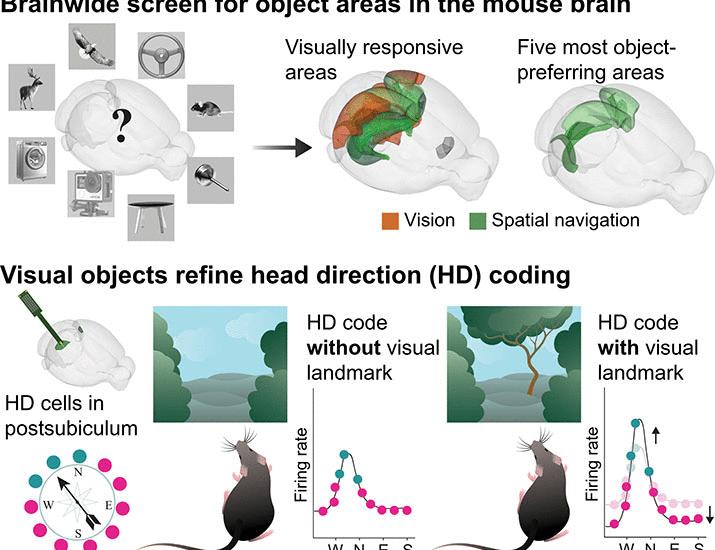 Visual objects refine head direction coding | Science