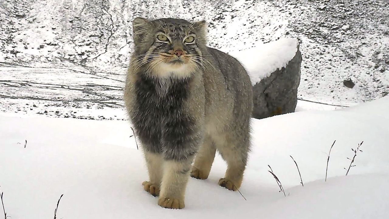 Grumpy-looking Pallas’s cat photographed by camera trap in stunning photo from eastern Himalayas