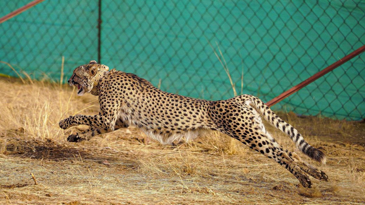 female-cheetah-to-be-relocated-from-kuno-to-gandhi-sagar-on-september-17