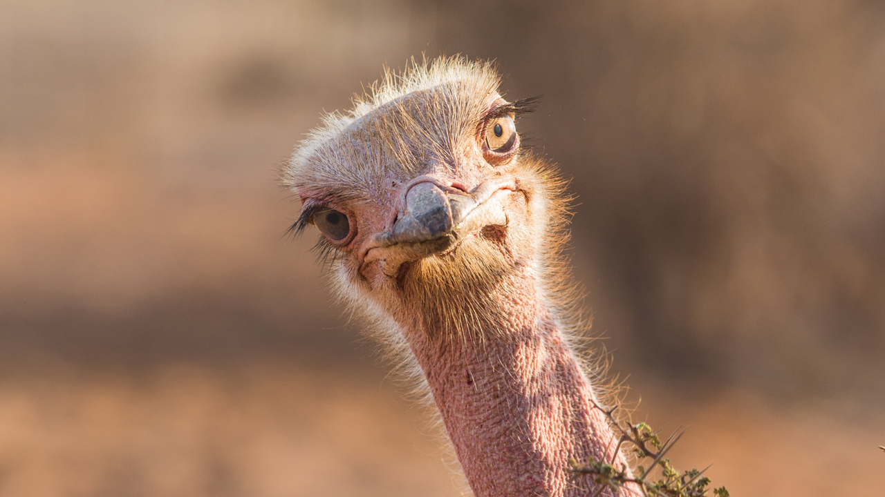 ‘Rare’ ancestor reveals how huge flightless birds made it to faraway lands