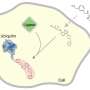 Ubiquitin’s ability to tag synthetic compounds offers new path to drug discovery