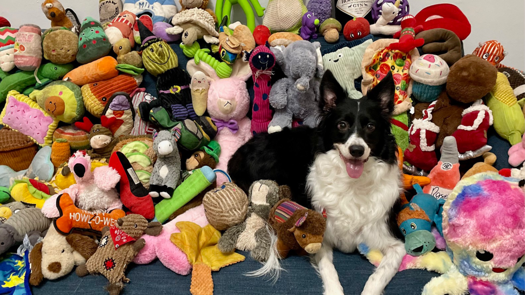 Dogs can learn and remember how toys work