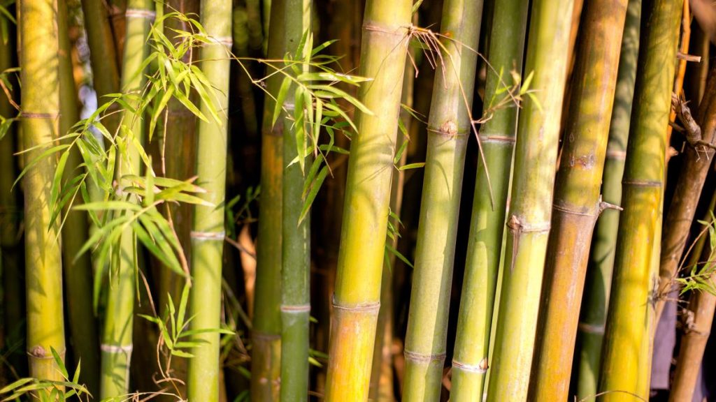 Assam Conclave Charts Path for Sustainable Bamboo Economy