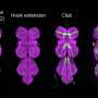 Fly nerve cells that sense limb movement are turned off during active motion, study shows