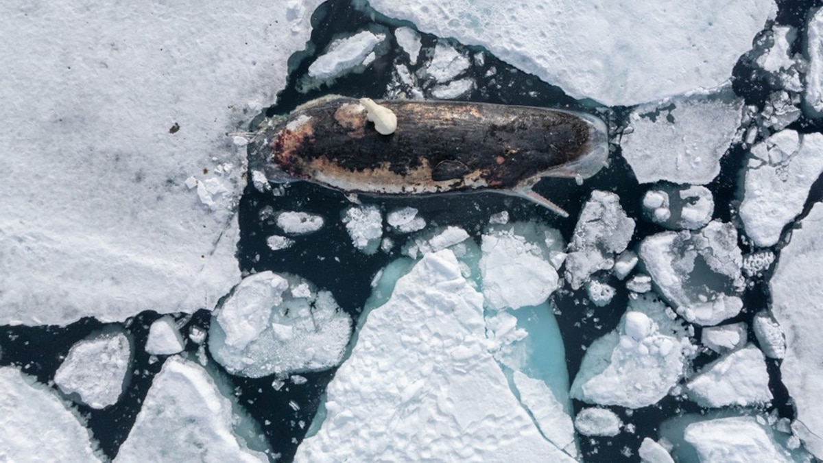 Stunning rare images of polar bear scavenging on a sperm whale captured in the Arctic