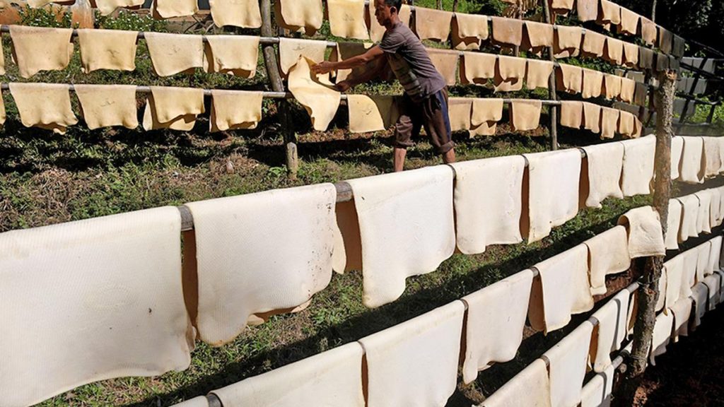 Huge stock of rubber sheets, latex destroyed in fire at Aralam farm in Kerala; ₹10-lakh loss reported