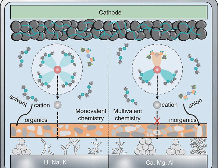 The contrast between monovalent and multivalent metal battery anodes | Science