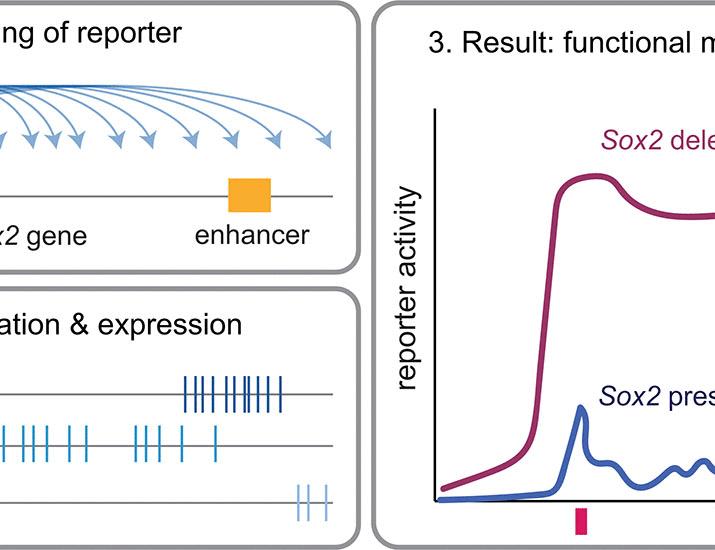 Functional maps of a genomic locus reveal confinement of an enhancer by its target gene | Science