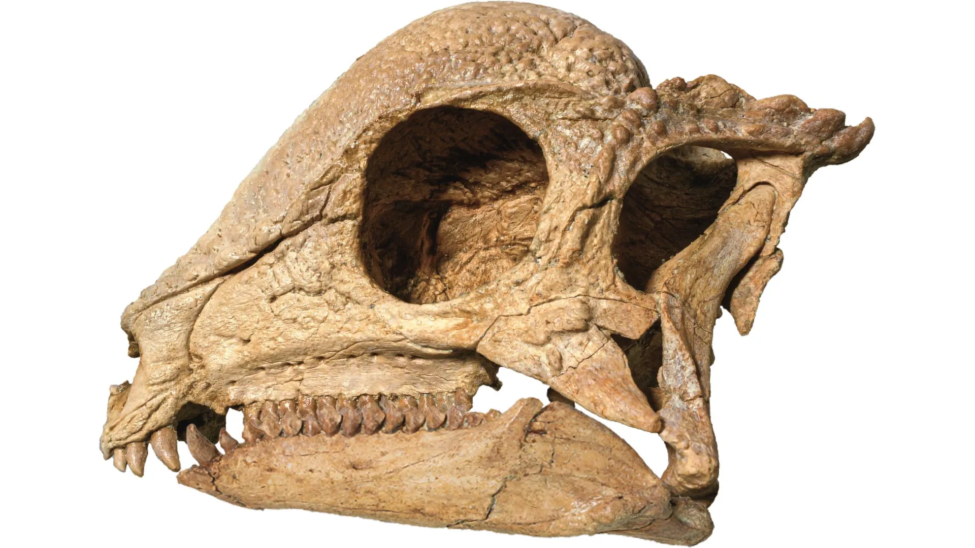 Stunning fossil from the Gobi Desert rewrites dinosaur history