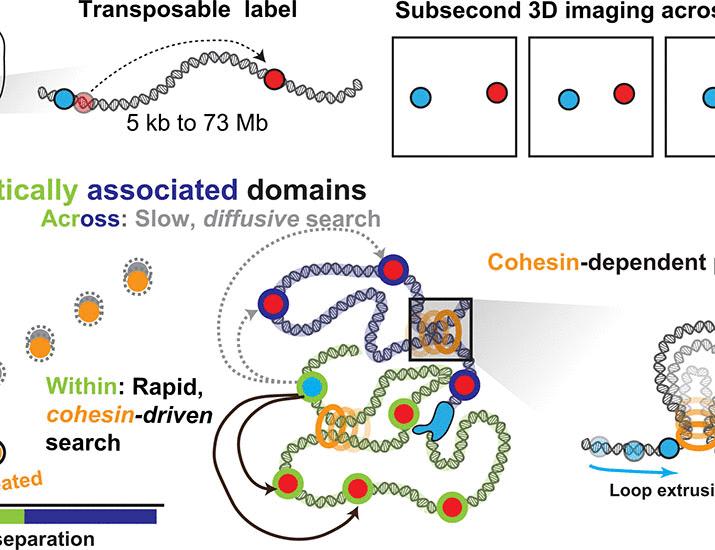 Kinetic organization of the genome revealed by ultraresolution multiscale live imaging | Science