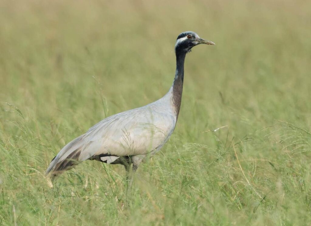 Lone Demoiselle Crane recorded in Chennai for the first time