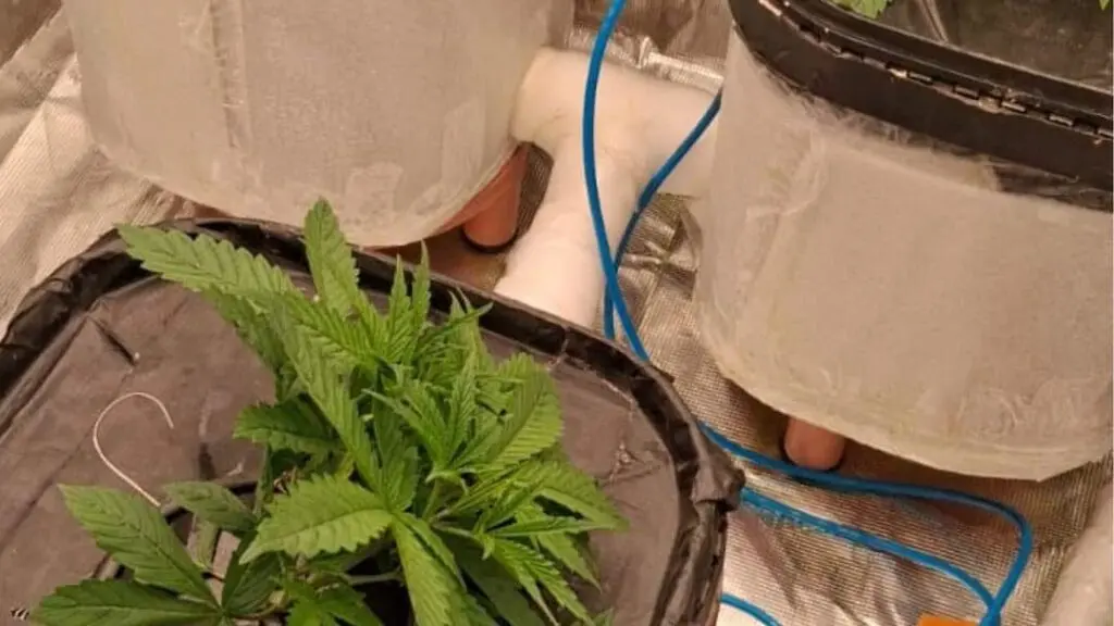 Cannabis arrests: Mumbai hydroponic lab, Bhopal labourer with 12 plants