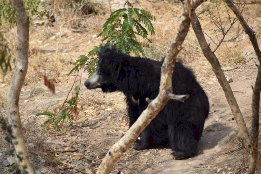 Sloth bears may shape Rajasthan forests by spreading viable seeds