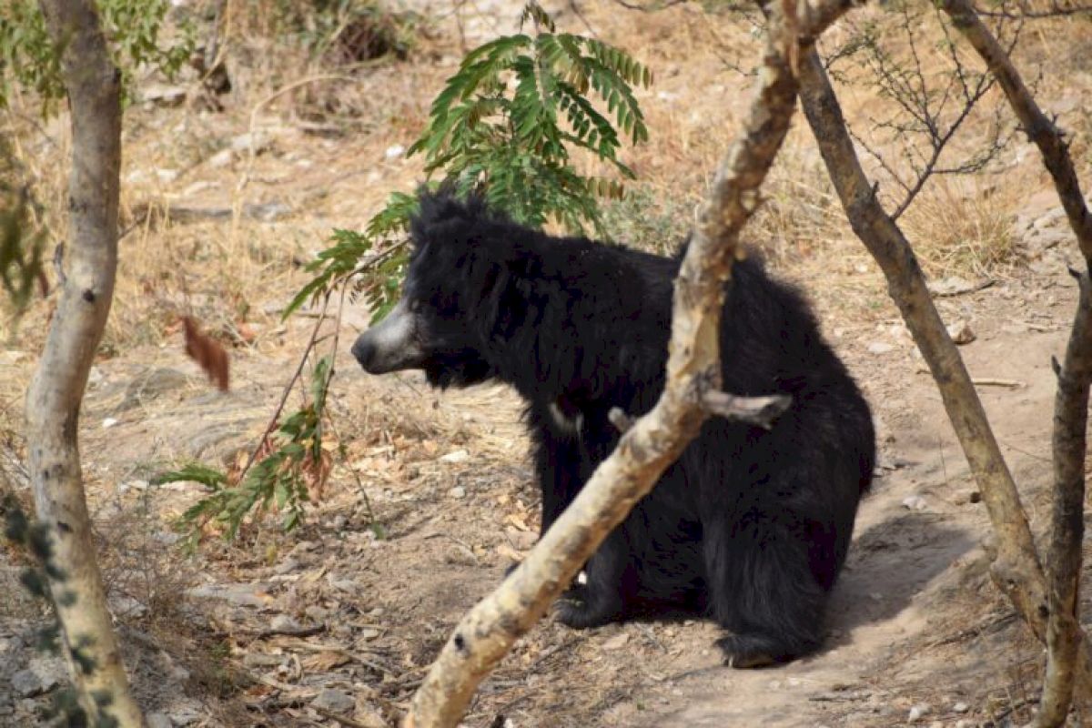Sloth bears may shape Rajasthan forests by spreading viable seeds