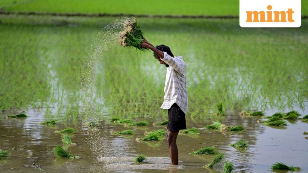 Indian farm risks extend beyond El Niño as sowing recovers