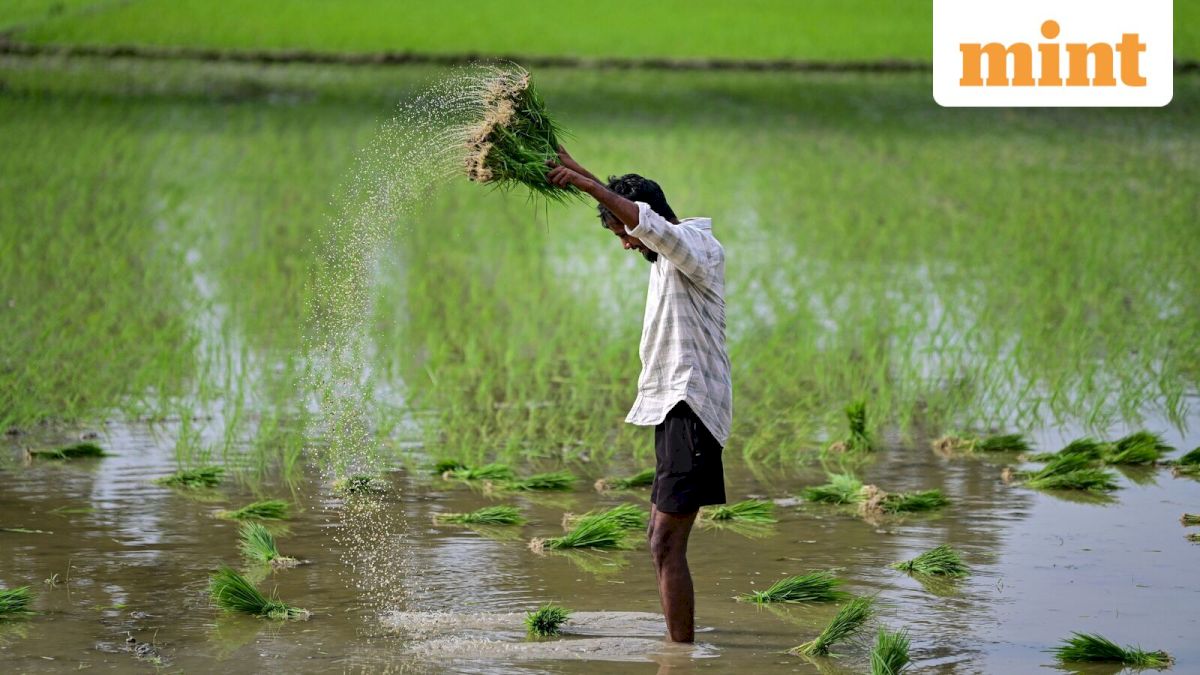 Indian farm risks extend beyond El Niño as sowing recovers