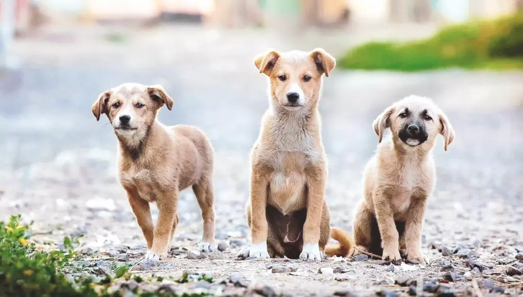 Calcutta High Court quashes case of stray dog death as accident