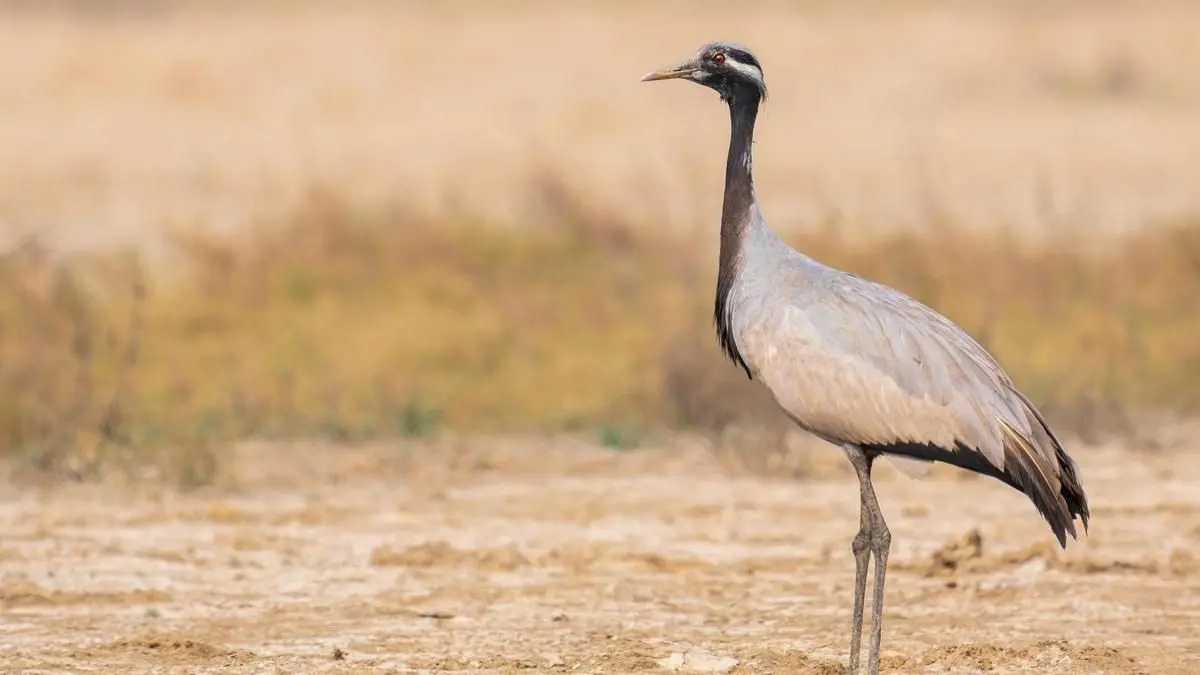 Demoiselle Crane sighted in Chennai for first time