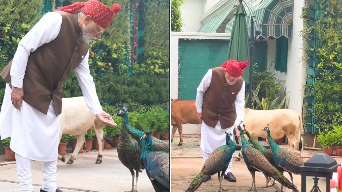 PM Modi का मोर-गाय को दाना-चारा खिलाने का वीडियो