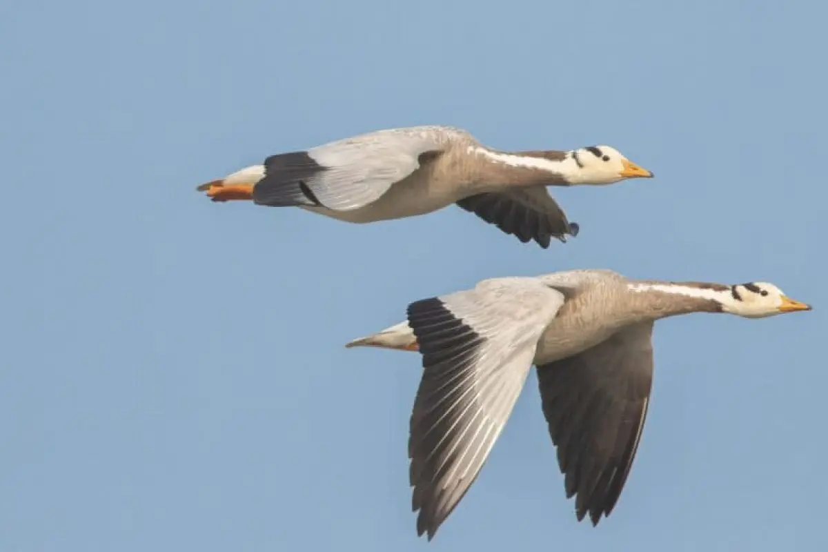 Animals may have evolved magnetic sense independently of bacteria