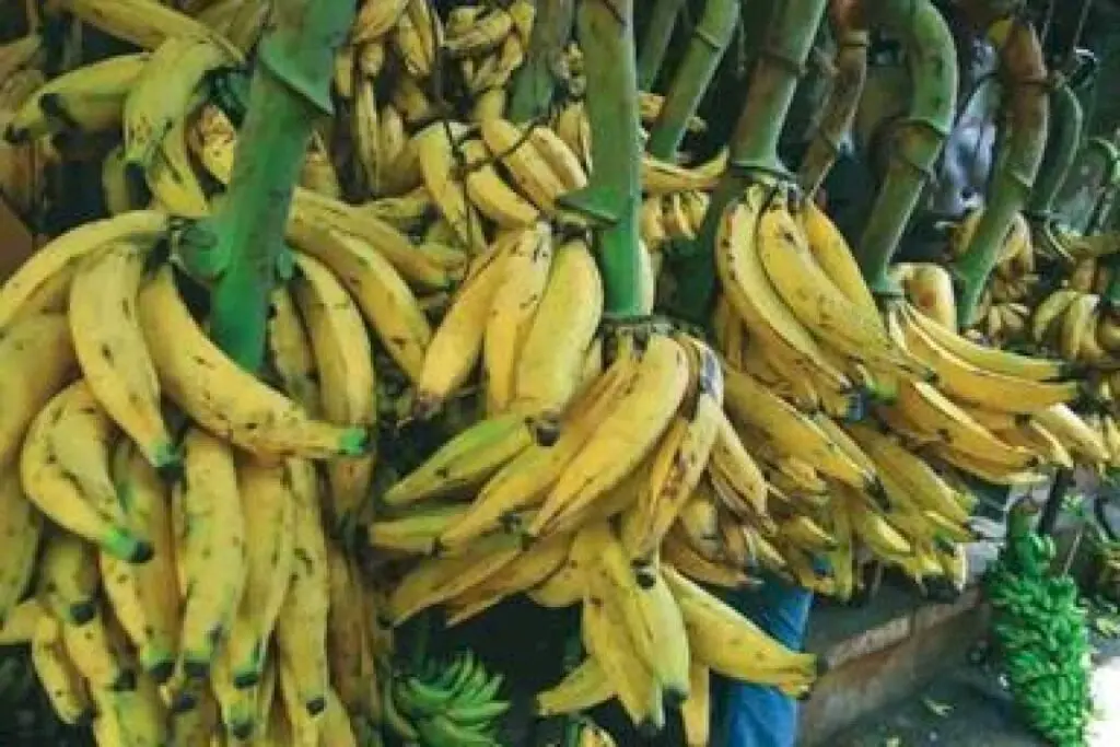 Banana prices nearly double ahead of Onam, farmers expect ₹100 per kg