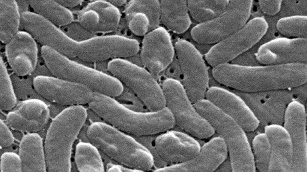 Flesh-eating bacteria kills seven in Louisiana and Florida