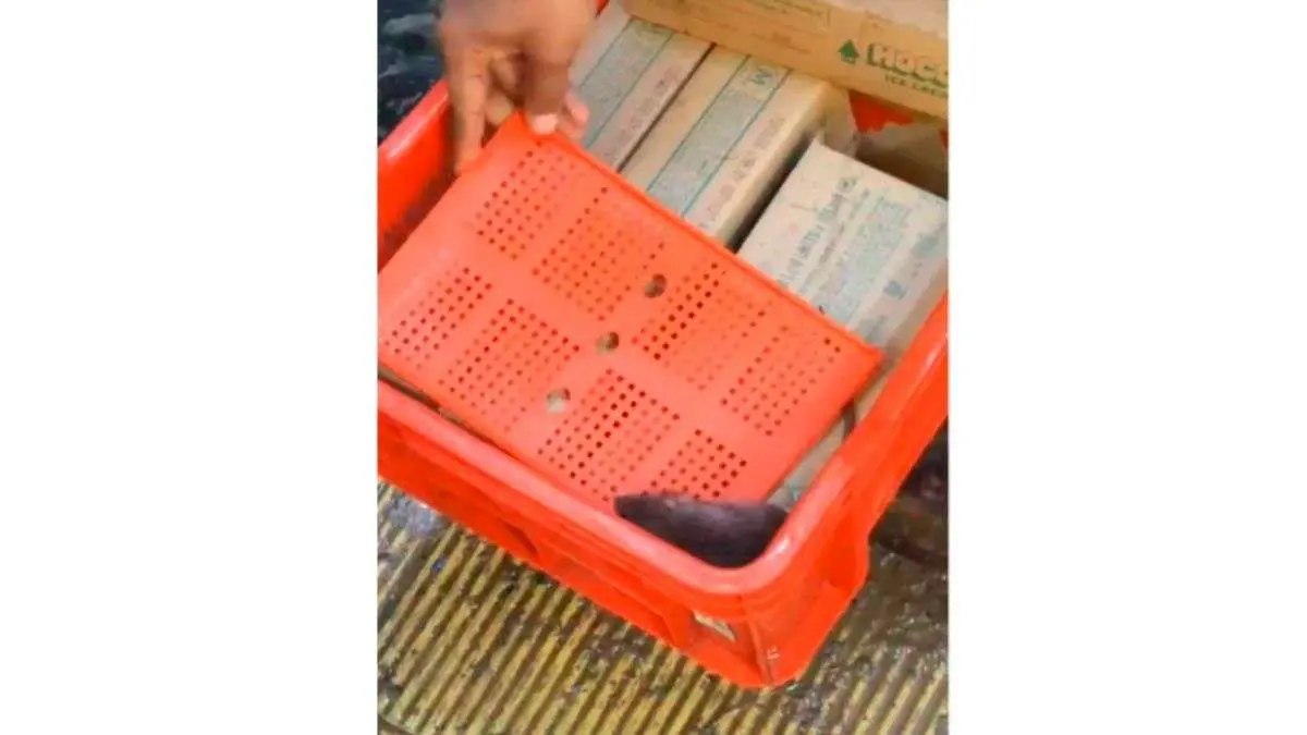 Rat found in ice cream crate at Kalyan quick-commerce hub