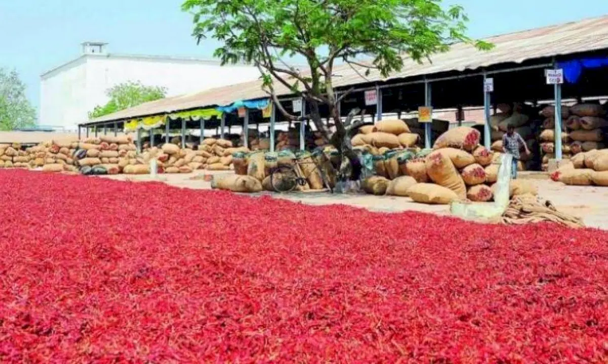 Sri Lanka rejects Guntur chilli consignments over quality concerns