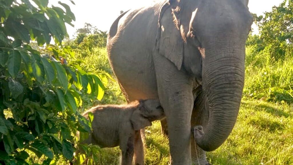 Karnataka, Assam and Tamil Nadu hold 59% of India’s elephants