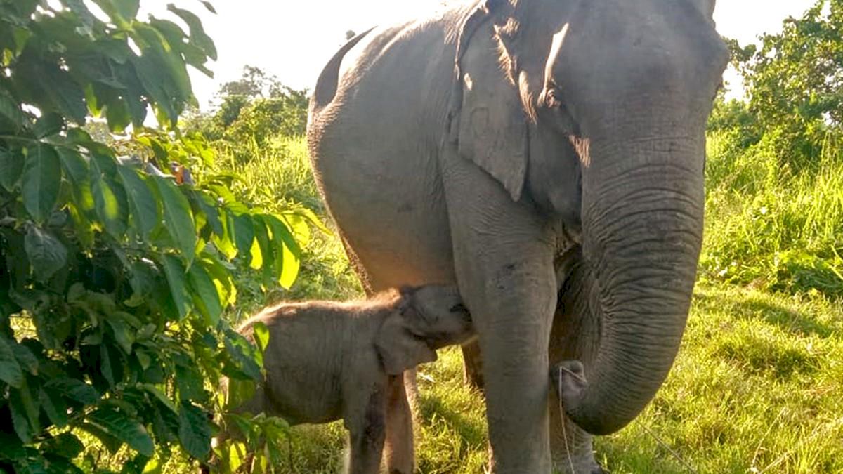 Karnataka, Assam and Tamil Nadu hold 59% of India’s elephants