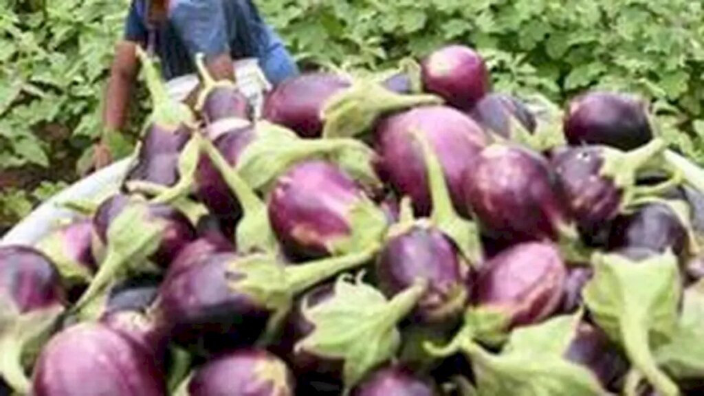 TNAU forecasts brinjal prices at Rs 37-38 per kg