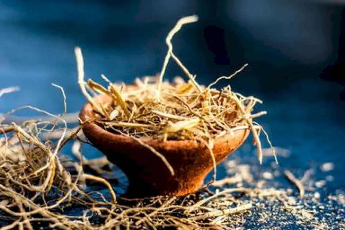 Ramacham farming: fragrant crop that protects Kerala soil and earns income