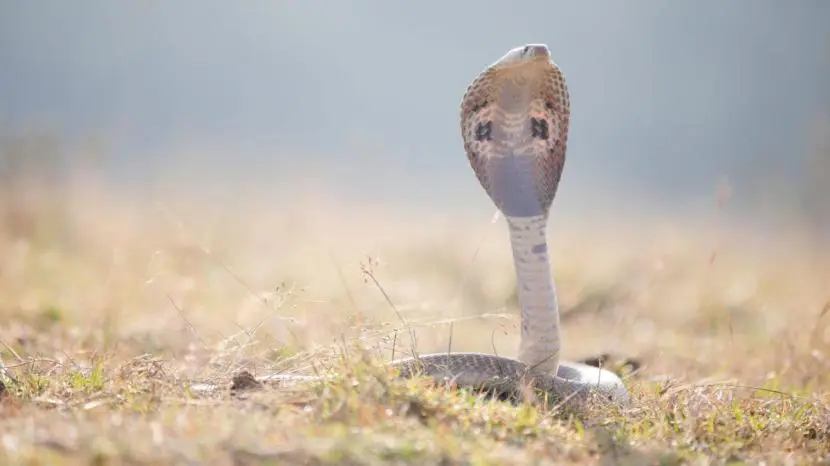 Maharashtra makes snakebite a notifiable disease after deaths